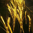 Светодиодные колосья( пшеница), 5 шт., 80 см, с солнечной батареей, цвет теплый белый 